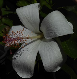 White Hawaiian Hibiscus, Fragrant Hawaiian Hibiscus, Hibiscus arnottianus